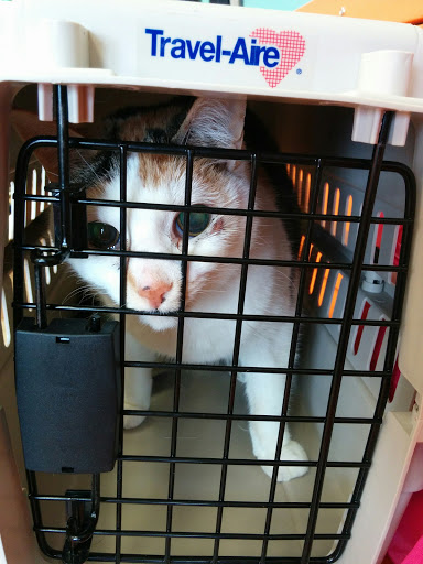 Pet Supply Store «PetSmart», reviews and photos, 8460 Tamarack Village, Woodbury, MN 55125, USA