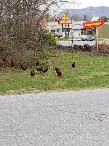 Grocery Store «Food Lion», reviews and photos, 1 New Clyde Hwy, Canton, NC 28716, USA