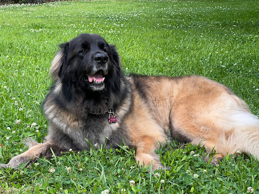 Pet Care Center Inc: Lanaux Amelie DVM image