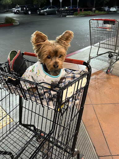Pet Supply Store «PetSmart», reviews and photos, 573 N McKinley St, Corona, CA 92879, USA