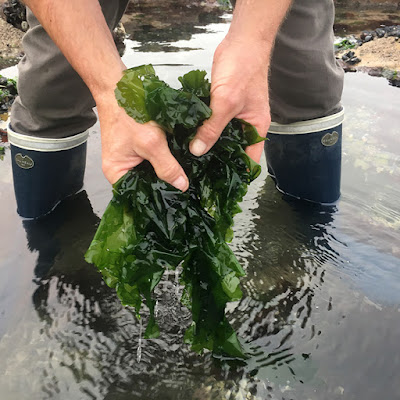 Les Jardins de la Mer à Le Croisic