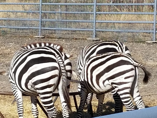 Zoo «Animal World & Snake Farm Zoo», reviews and photos, 5640 Interstate 35 Frontage Rd, New Braunfels, TX 78132, USA