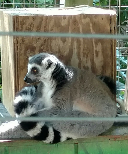 Zoo «Luray Zoo A Rescue Zoo», reviews and photos, 1087 U.S. 211, Luray, VA 22835, USA