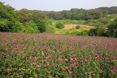 Photos of 임실생약 영농조합법인