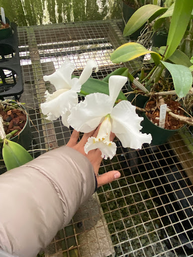 Florist «Floradise Orchids», reviews and photos, 19154 James Madison Hwy, Gordonsville, VA 22942, USA