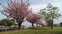 果樹園（あけぼの山農業公園）