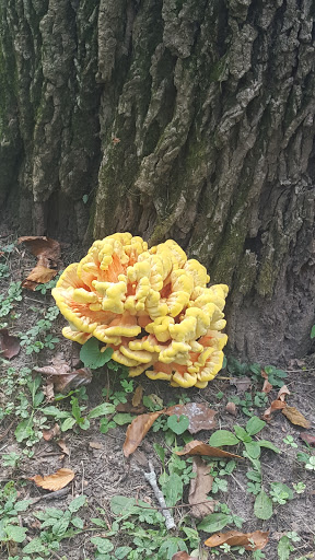 Park «Brandywine Park», reviews and photos, 1080 N Park Dr, Wilmington, DE 19802, USA