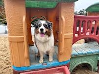 Village Sentry Pet Care LLC - Photo 5 - Car repair in Hollis, NH, Nashua