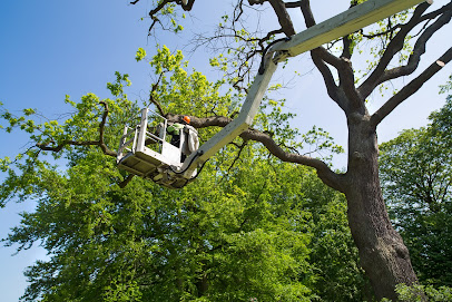 Saginaw Emergency Tree Service