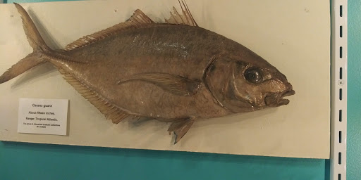 Museum «Woodman Museum», reviews and photos, 182 Central Ave, Dover, NH 03820, USA