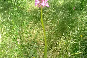 Plaine des Orchidées image