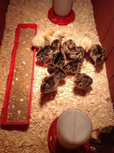 Pet Supply Store «Higbie Farm Supplies Inc», reviews and photos, 3440 Union St, North Chili, NY 14514, USA