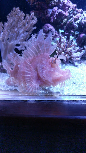 Tropical Fish Store «Old Town Aquarium», reviews and photos, 1538 N Wells St, Chicago, IL 60610, USA