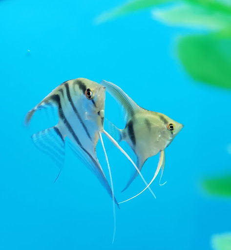 Pet Supply Store «PetSmart», reviews and photos, 225 NW Commons Loop, Lake City, FL 32055, USA