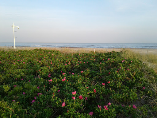 National Park «Jacob Riis Park (Gateway National Recreation Area)», reviews and photos, Rockaway Beach Blvd, Rockaway Park, NY 11694, USA