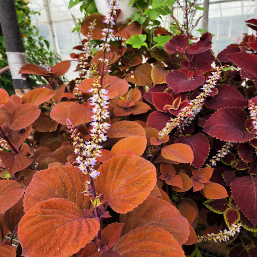 Florist «Radebaugh Florist and Greenhouses», reviews and photos, 120 Burke Ave, Towson, MD 21286, USA