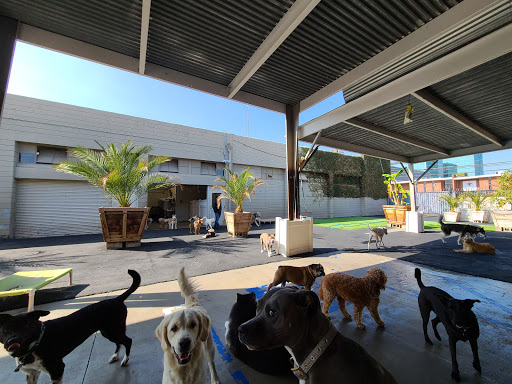 West LA Dogs- Big Dog Building