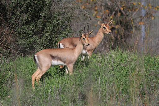 Gazelle Valley