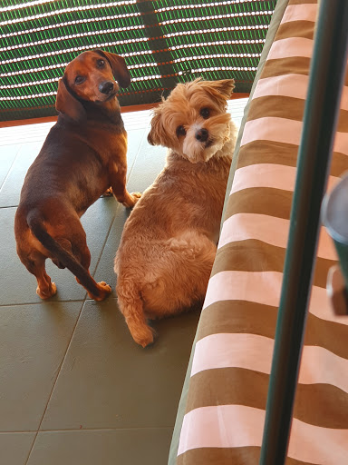 Bonafe Veterinaria Slp en Alberca (la