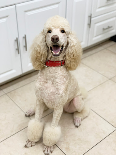 Pet Store «Animal Kingdom», reviews and photos, 5000 S Arizona Mills Cir, Tempe, AZ 85282, USA