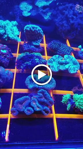 Pet Store «Hooked On Fish And Corals», reviews and photos, 2576 W 84th St, Hialeah, FL 33016, USA
