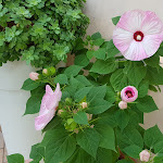 Photo n°1 de l'avis de Gloria.i fait le 14/08/2018 à 09:27 sur le  Hotel Laura à Cesenatico