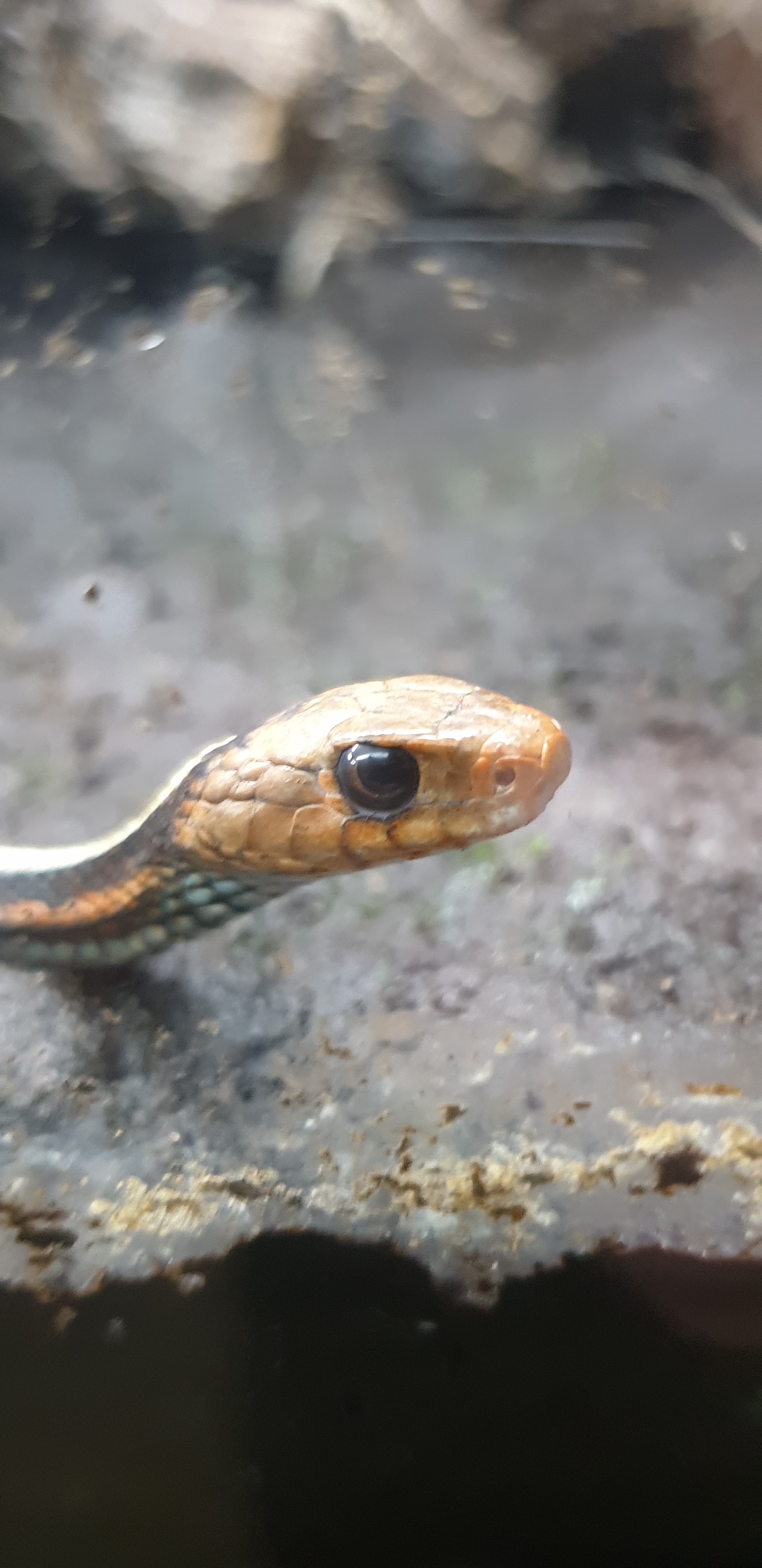 Photo n° 4 de l'avis de Alstéïs. fait le 19/08/2020 à 16:23