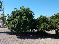 That Guy Landscaping LLC - Photo 5 - Car repair in , Mesa