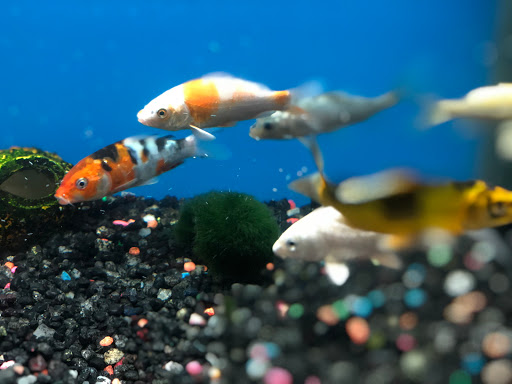 Pet Store «Pet Nation Llc», reviews and photos, 1898 Andorra St, Navarre, FL 32566, USA