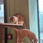 Photo n°5 de l'avis de Vanessa.e fait le 21/02/2024 à 16:40 sur le  Katzentempel Leipzig Mitte à Leipzig