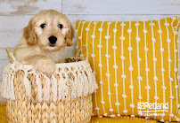 Petland Independence - Photo 7 - Car repair in Independence, MO, Kansas City