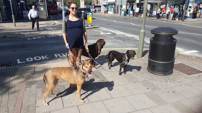 Reviews of Goody Four Paws - Professional Dog Walking in North London in London - Dog trainer