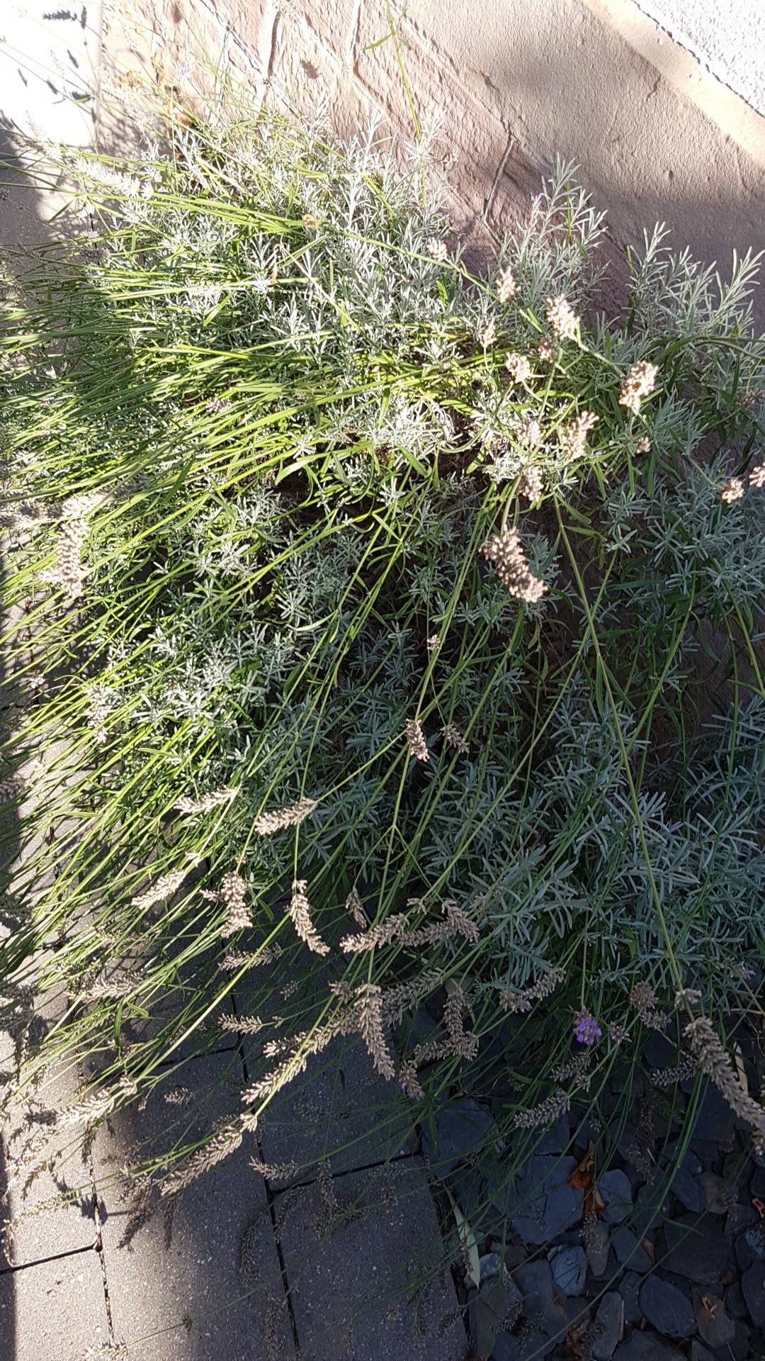 Photo n° 50 de l'avis de hugo.l fait le 20/08/2018 à 15:25