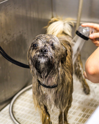 Muddy Paws Tolworth