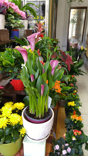 Iris Florist