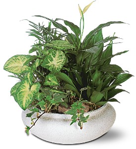 Florist «Cleveland the Florist», reviews and photos, 4404 Old Shell Rd, Mobile, AL 36608, USA