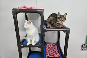 Blind Cat Rescue & Sanctuary image