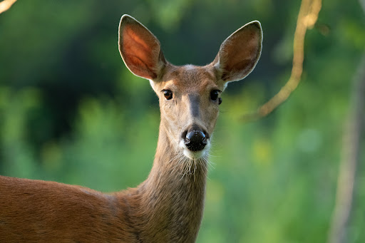 Nature Preserve «Kishwauketoe Nature Conservancy», reviews and photos, 251 Elkhorn Rd, Williams Bay, WI 53191, USA