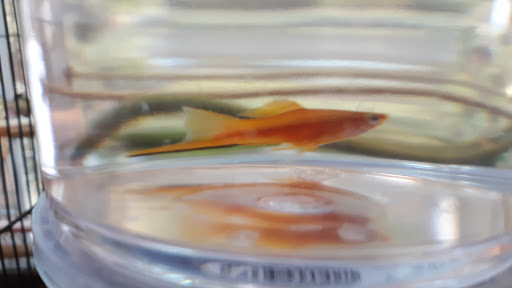 Pet Supply Store «Petco Animal Supplies», reviews and photos, 1201 E Washington Ave, Union Gap, WA 98903, USA