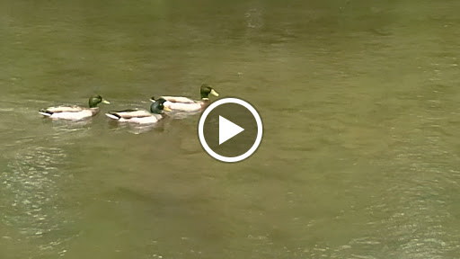 Park «Falls Park», reviews and photos, 460 Falls Park Dr, Pendleton, IN 46064, USA