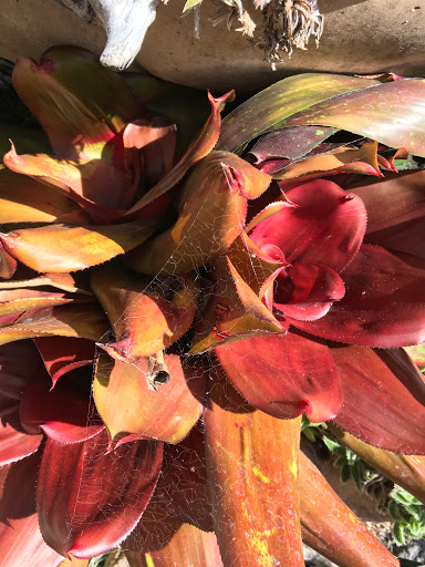 Sherman Library & Gardens image