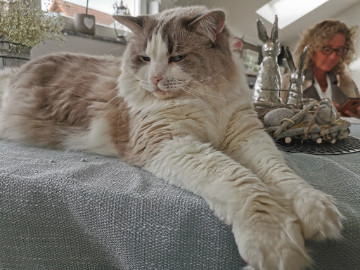 Tierärztliche Praxis für Kleintiere Dr. Schmitz unter Heitersheim, 