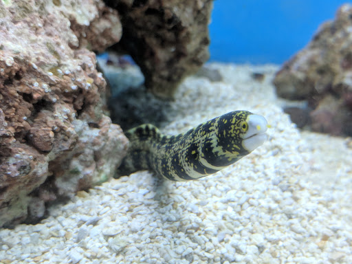 Pet Supply Store «Petco Animal Supplies», reviews and photos, 22 Peninsula Center, Rolling Hills Estates, CA 90274, USA