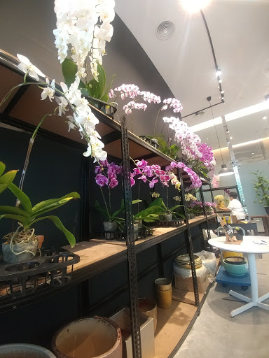 Orchid Culture Bangsar South | Orchid Flower