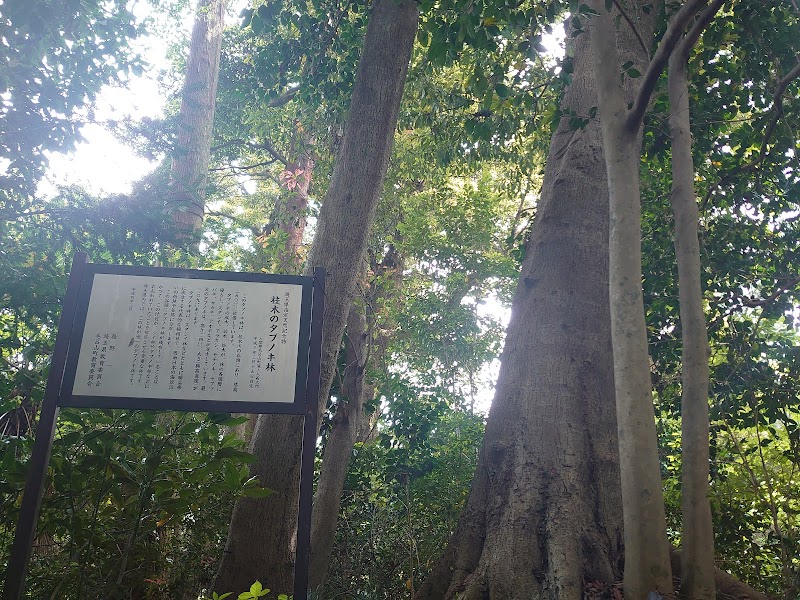 桂木のタブノキ林