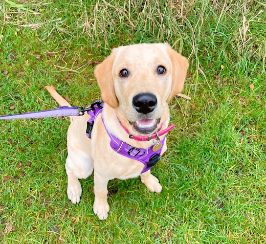 Reviews of Holliespetcare - Dog Walking | Pet Sitting | Pet Visits (Newport And Surrounding Areas) in Newport - Dog trainer