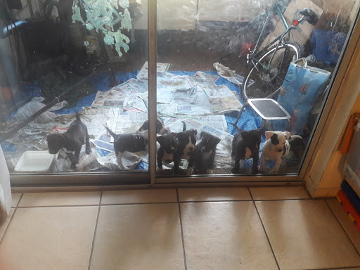 Home Improvement Store «Tractor Supply Co.», reviews and photos, 8447 FL-54, New Port Richey, FL 34655, USA