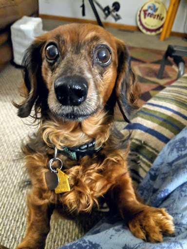 Pet Supply Store «Pet X Supplies & Tack», reviews and photos, 132 W Highland Rd Suite 101, Howell, MI 48843, USA