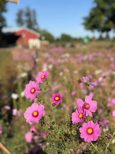 Railroad Company «Flower Farmer», reviews and photos, 2512 N Holly St, Canby, OR 97013, USA