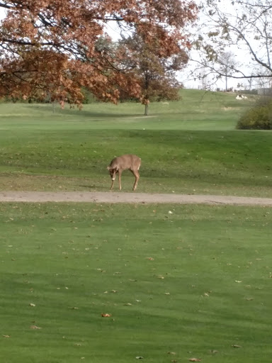 Golf Course «Glenview Golf Course», reviews and photos, 10965 Springfield Pike, Cincinnati, OH 45246, USA